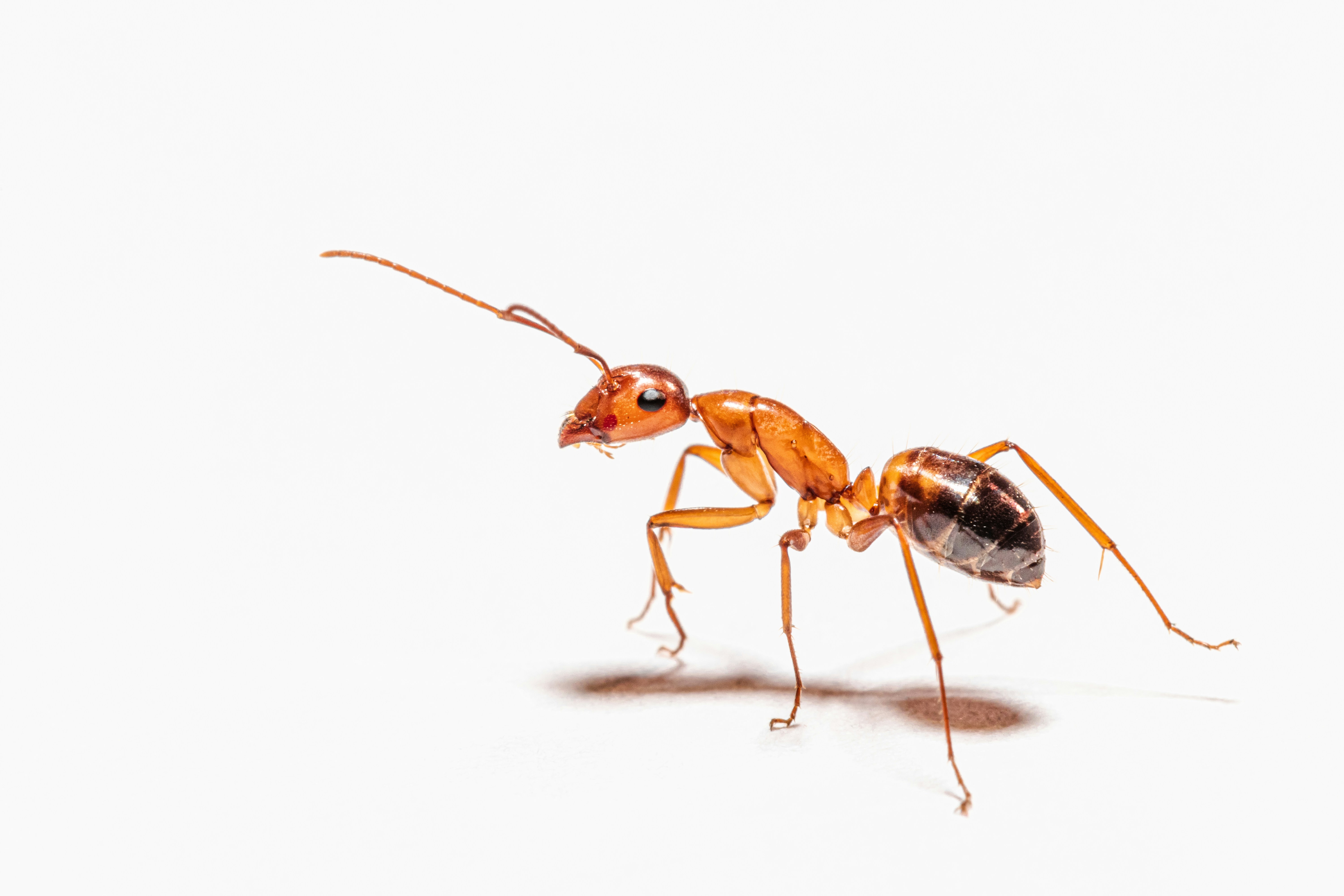 ant colony and spider web prevention treatment