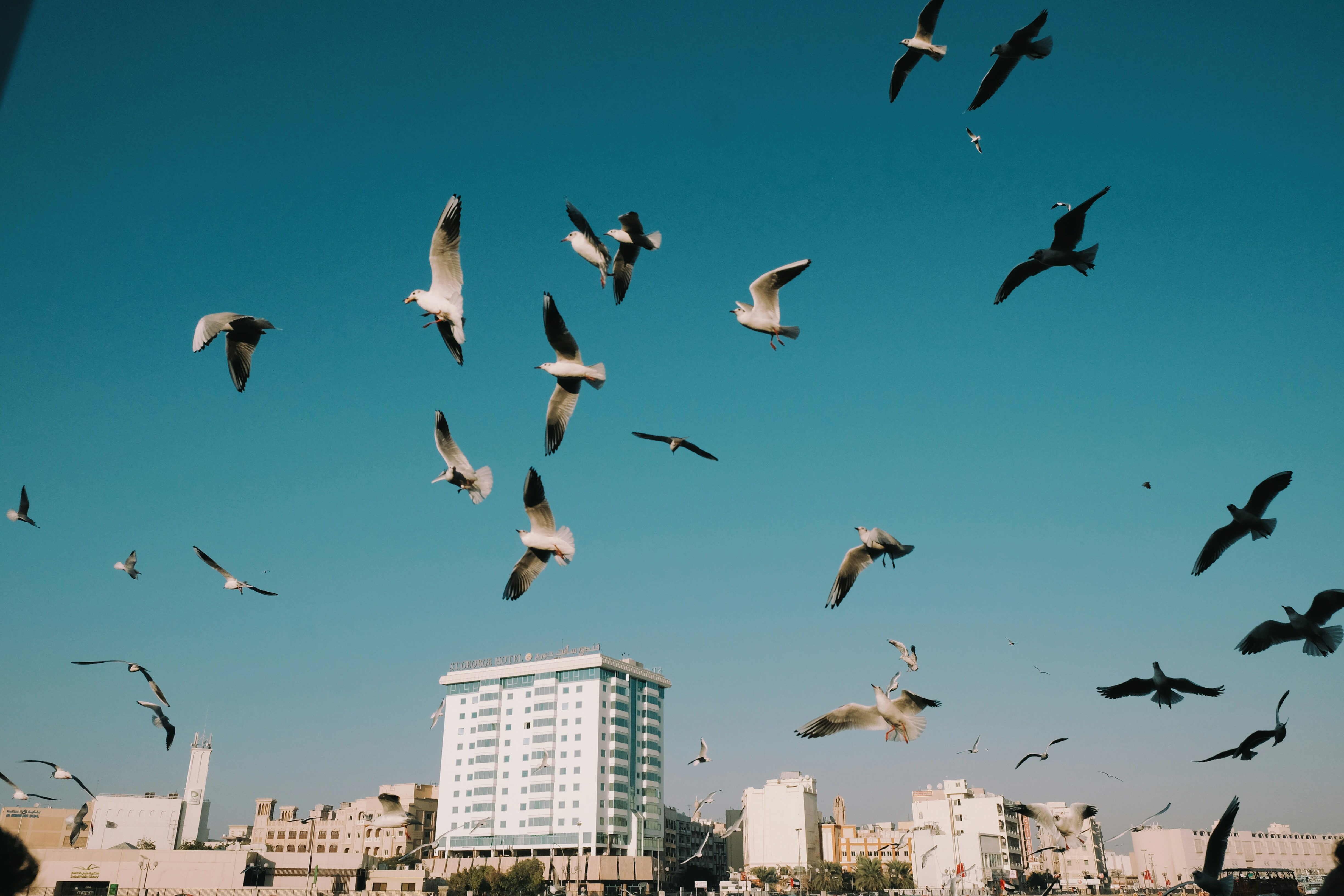 Professional pigeon control and bird netting services in Dubai