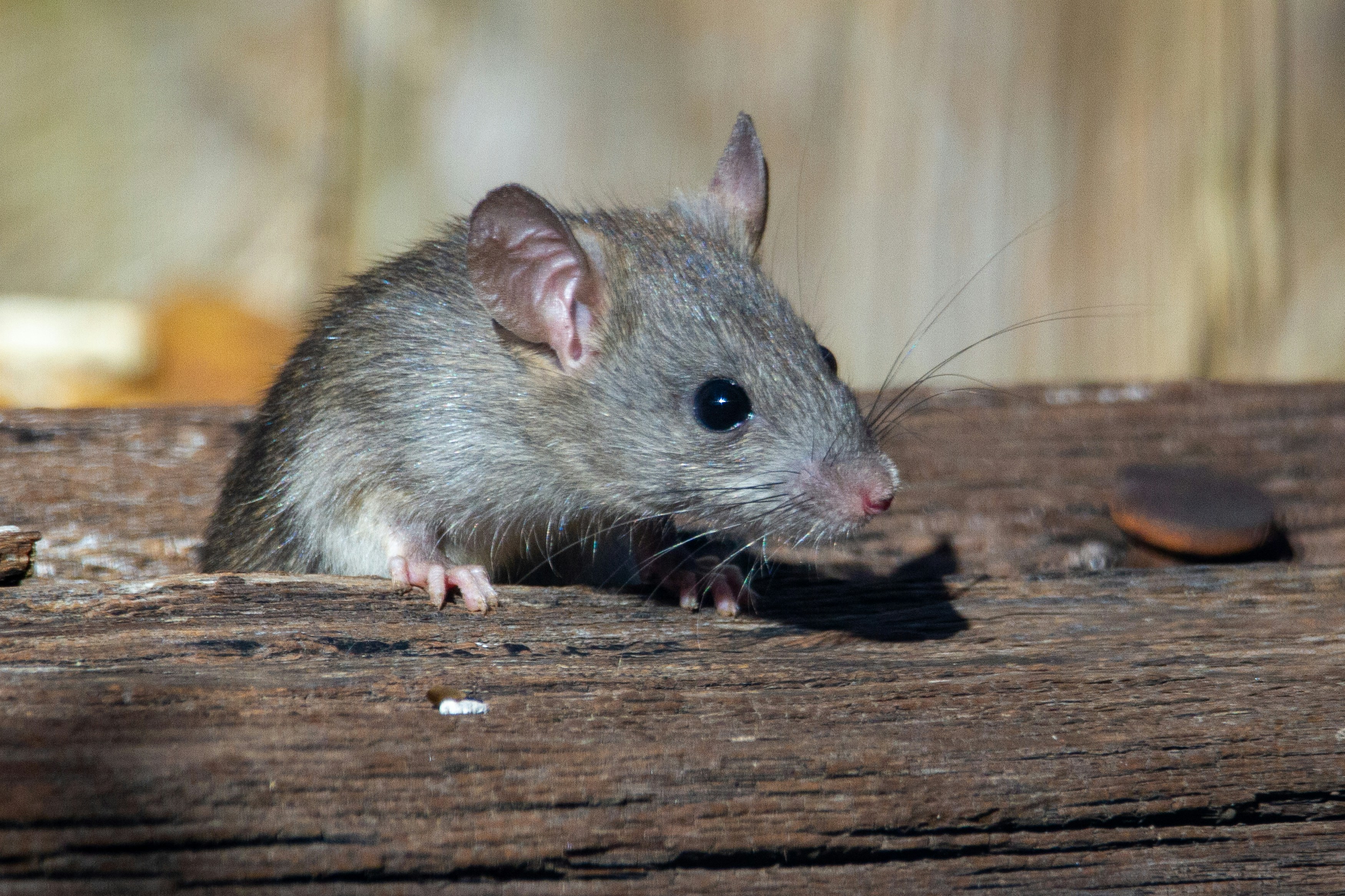 professional rodent exclusion and trapping